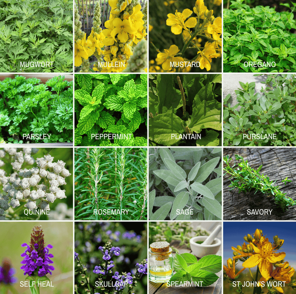 Community Garden Survival Seed Vault – 120 Seed Varieties - Cheeky Garden