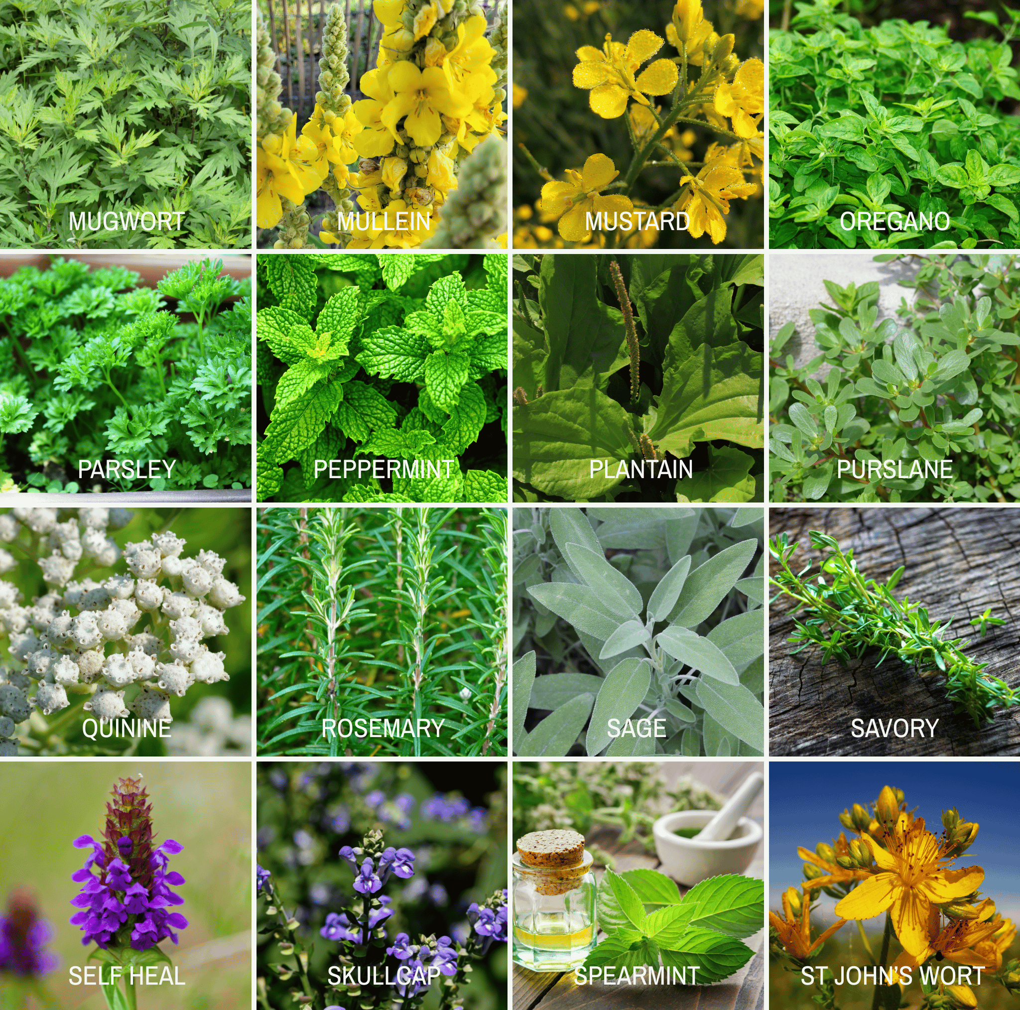 Community Garden Survival Seed Vault – 120 Seed Varieties - Cheeky Garden