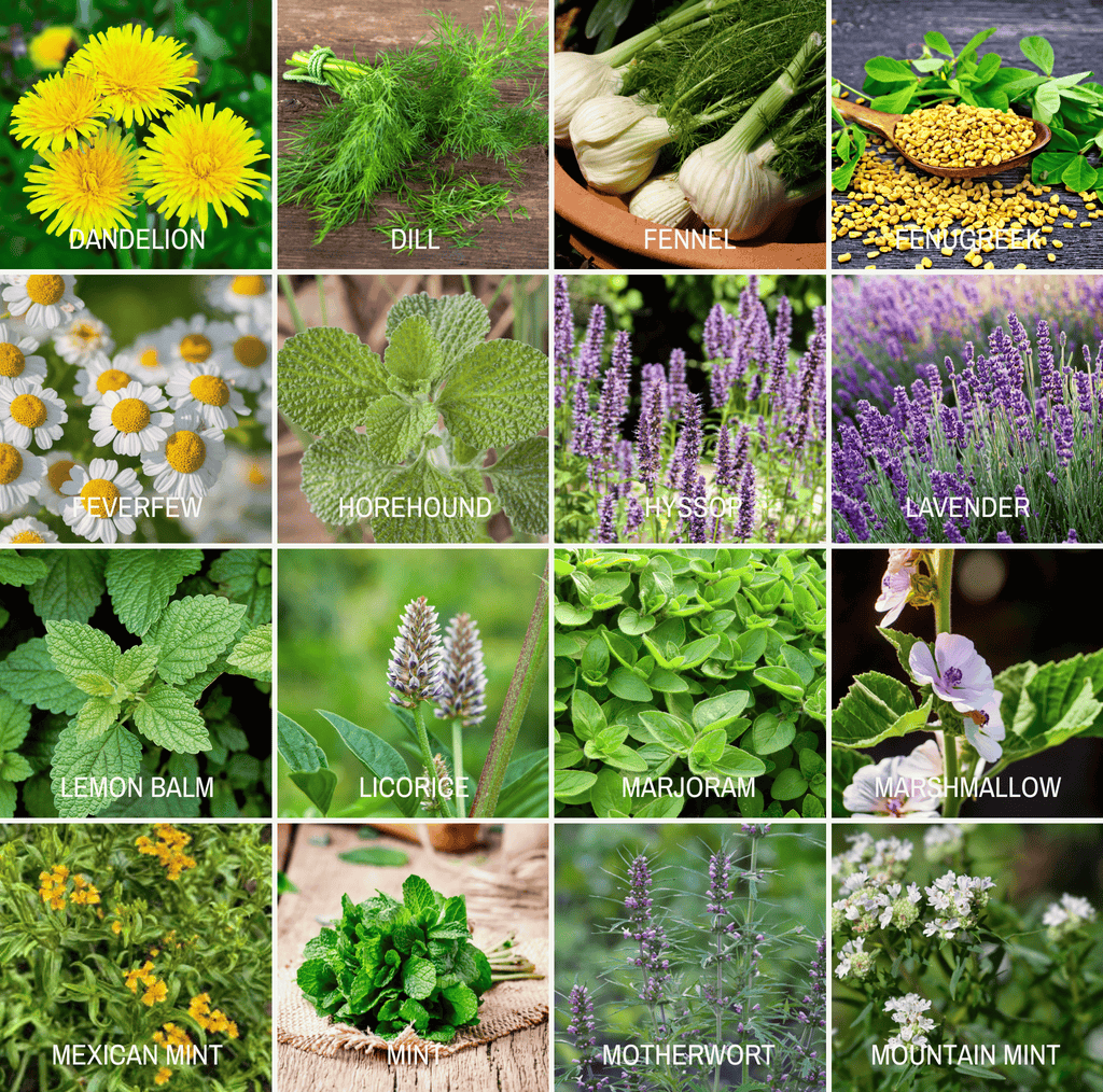 Community Garden Survival Seed Vault – 120 Seed Varieties - Cheeky Garden