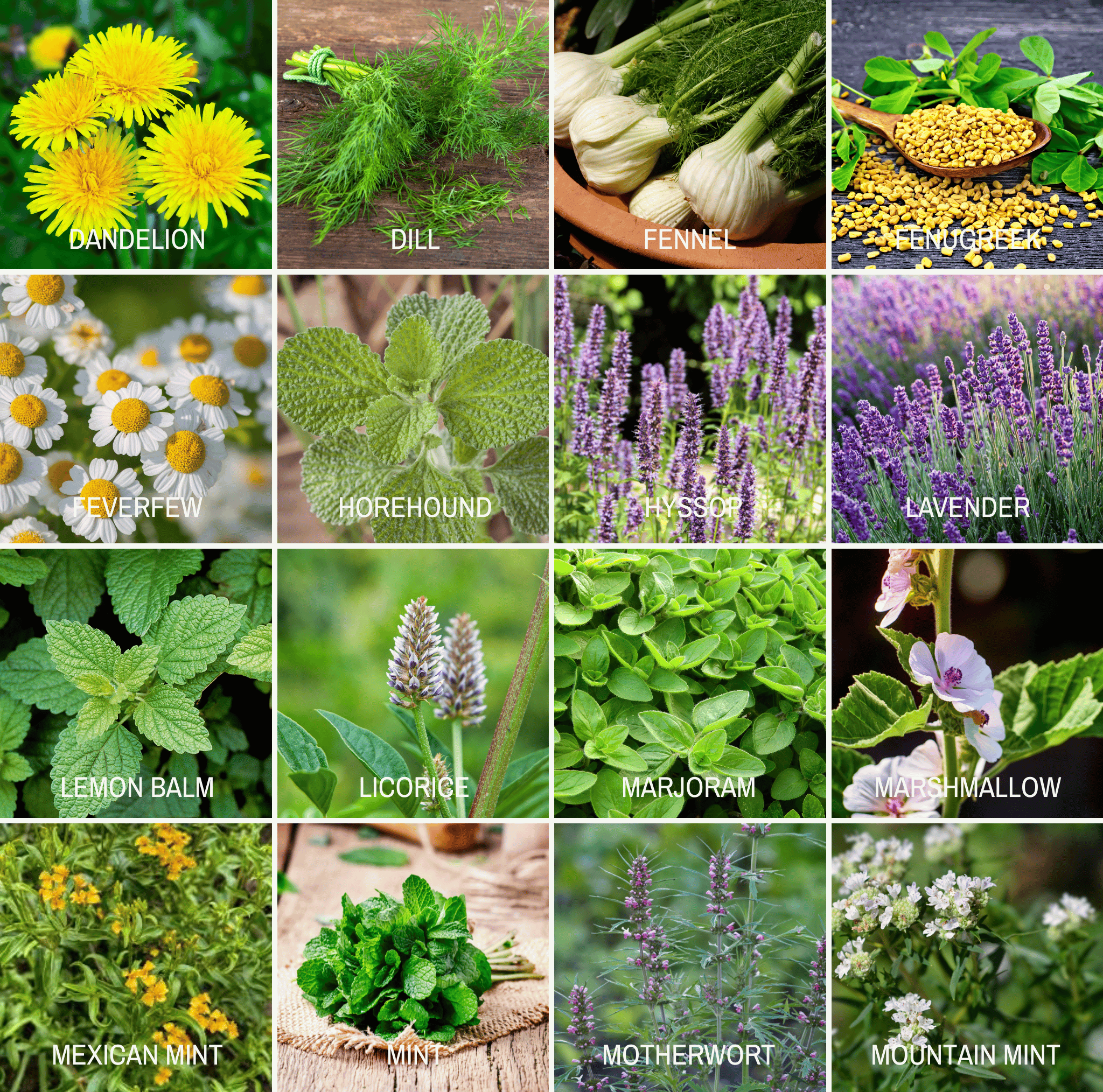 Community Garden Survival Seed Vault – 120 Seed Varieties - Cheeky Garden