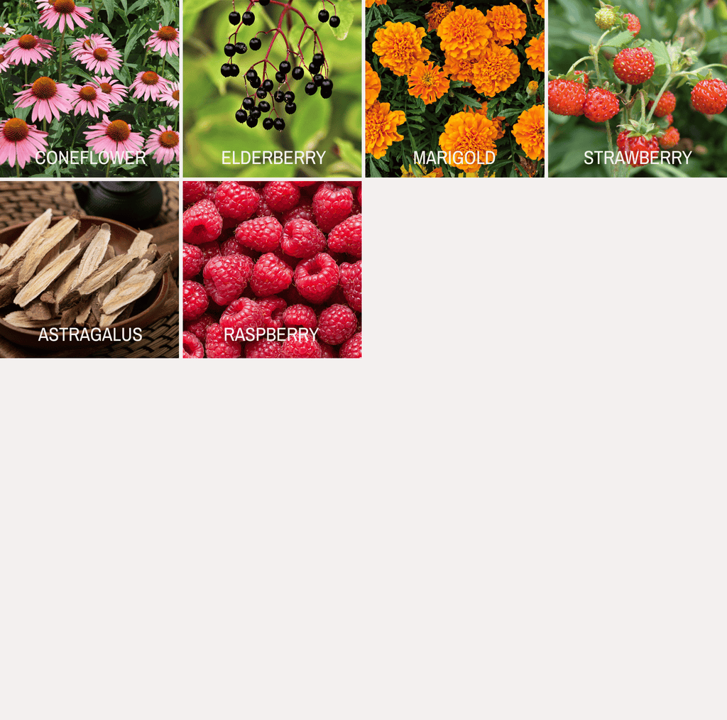 Community Garden Survival Seed Vault – 120 Seed Varieties - Cheeky Garden