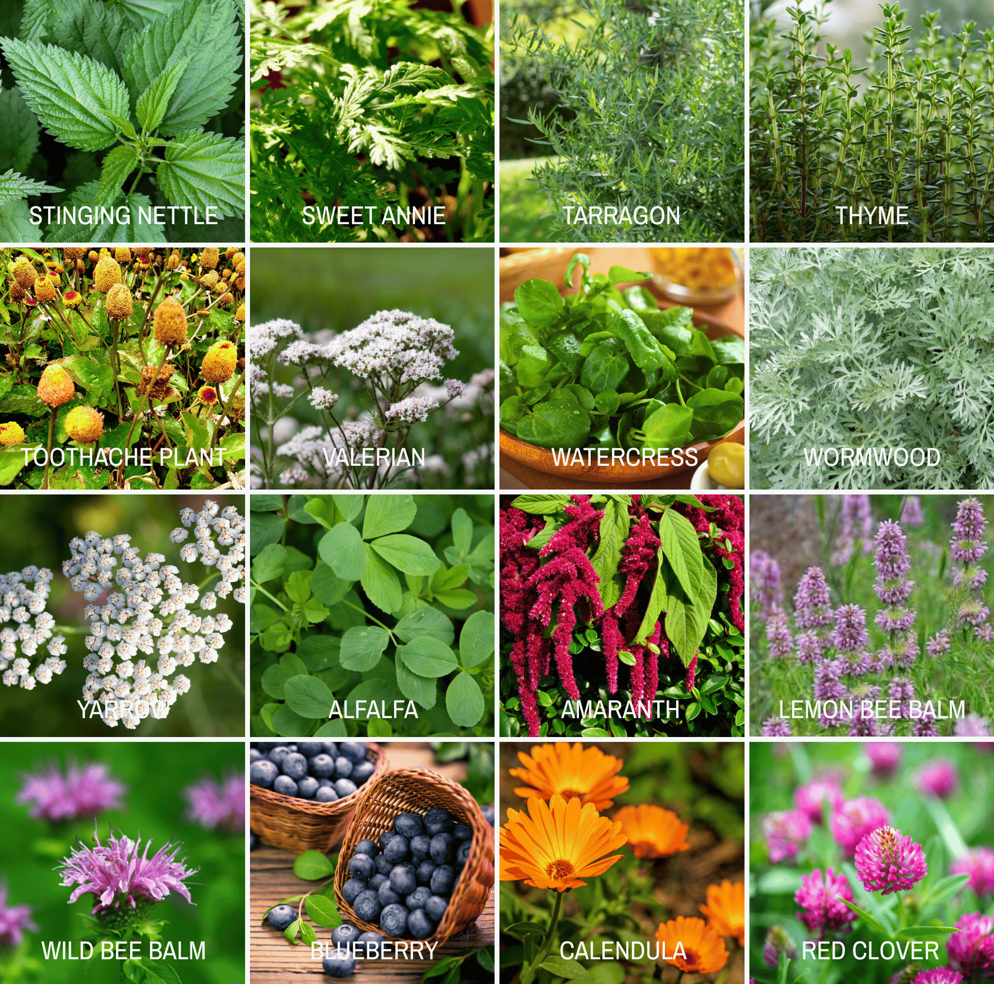 Community Garden Survival Seed Vault – 120 Seed Varieties - Cheeky Garden