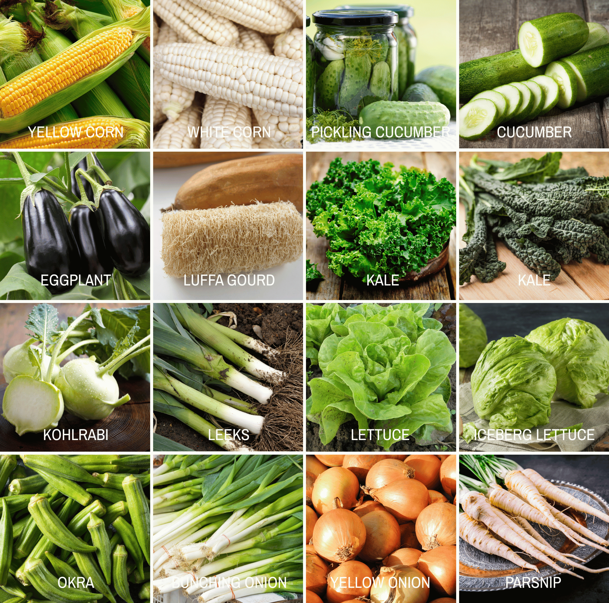 Community Garden Survival Seed Vault – 120 Seed Varieties - Cheeky Garden