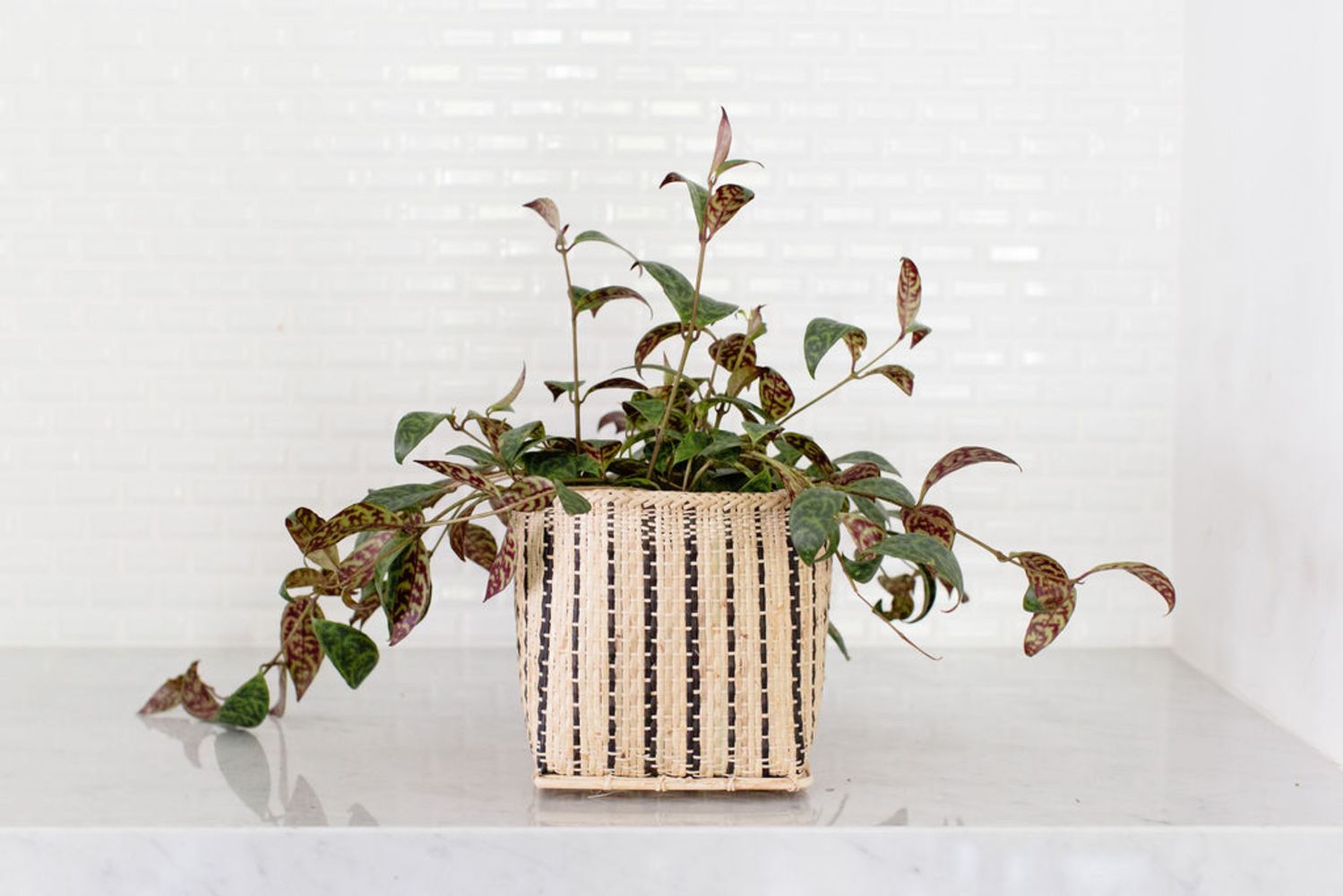 Lipstick Black Pagoda Plant + Basket - Cheeky Garden