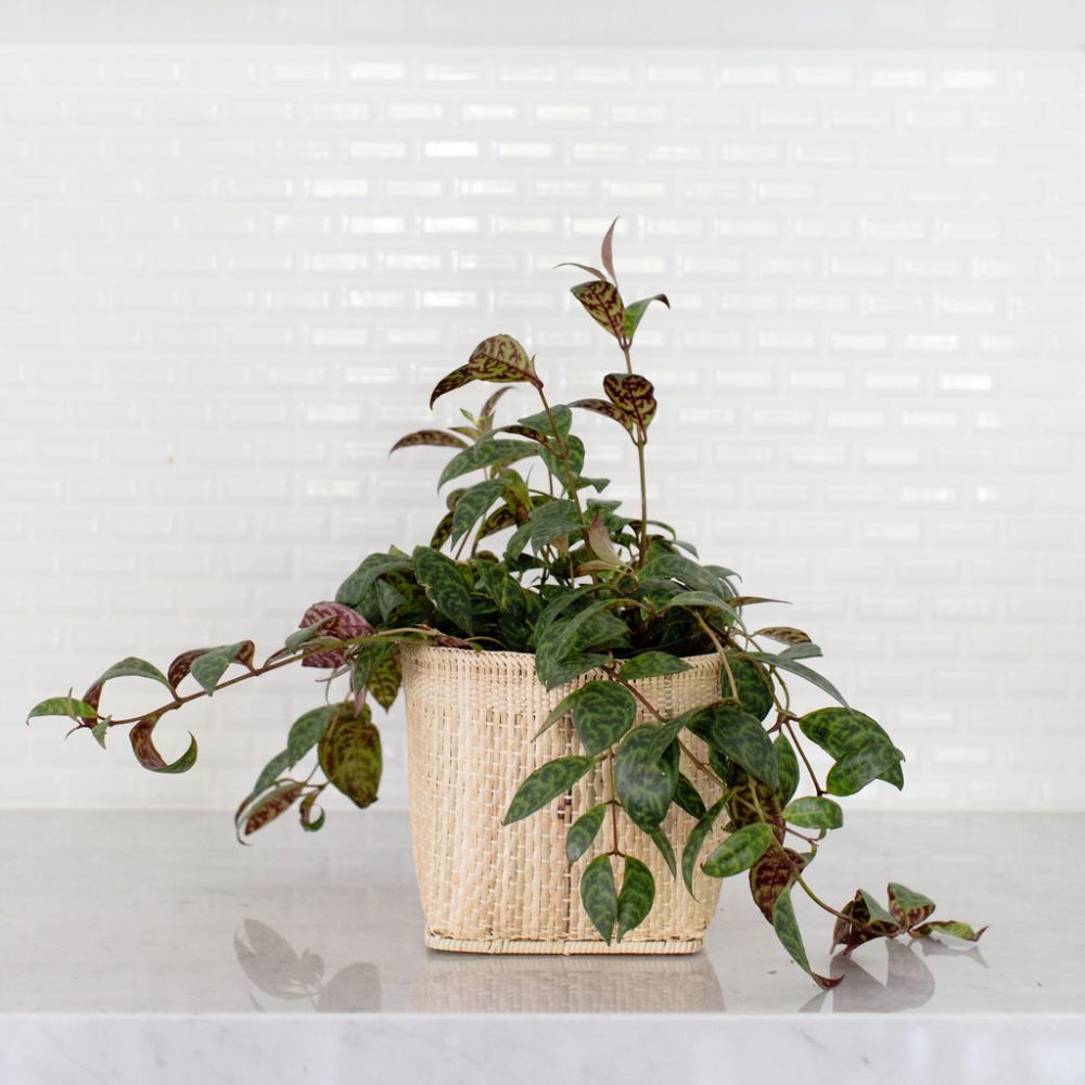 Lipstick Black Pagoda Plant + Basket - Cheeky Garden