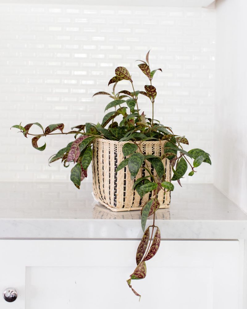 Lipstick Black Pagoda Plant + Basket - Cheeky Garden