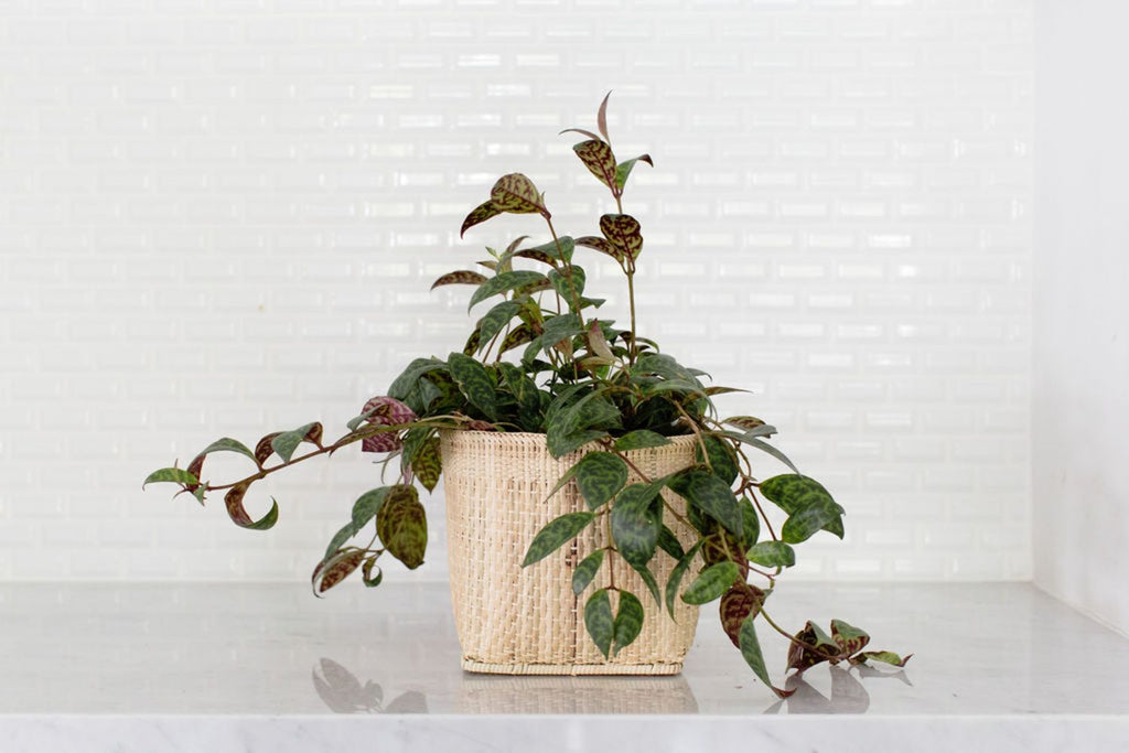Lipstick Black Pagoda Plant + Basket - Cheeky Garden