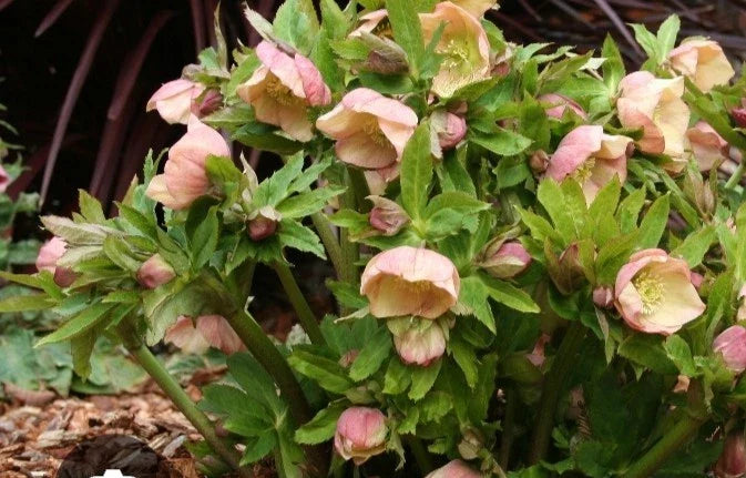 Hellebores Plants Assorted Mix in Ivory & Pastel Colors - Seedlings (Helleborus)