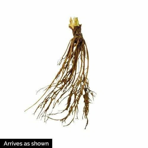 Ozark Beauty Strawberry Plants (10 Bare Root) – Everbearing Variety – Sweet & Juicy Berries – Hardy, Productive Garden Fruit