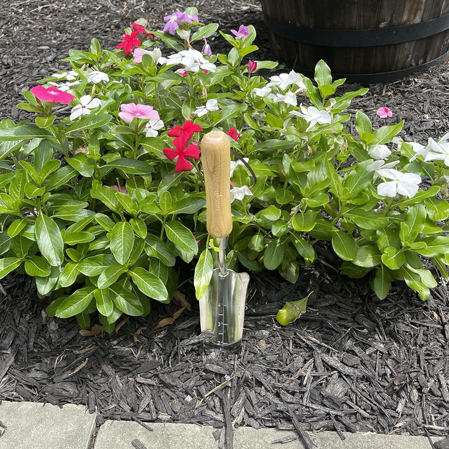 Stainless Steel Transplanter Trowel (classic wood handle) - Cheeky Garden